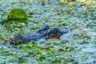 USA-Louisiana-Lake Martin Head of alligator in swamp water Art Print